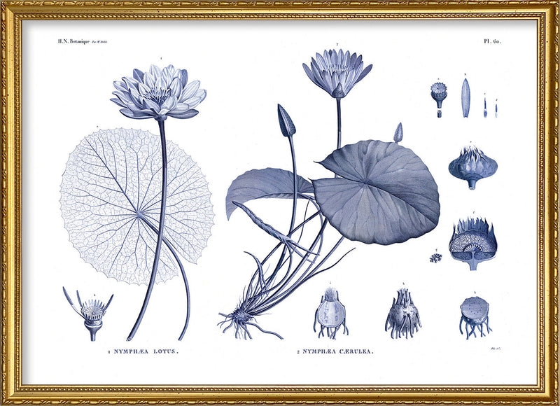 White and blue Water Lilies