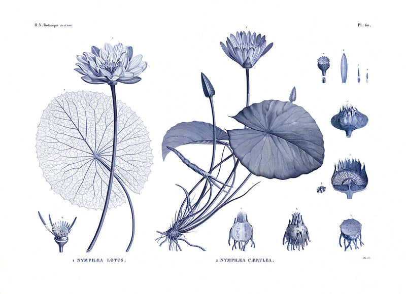 White and blue Water Lilies