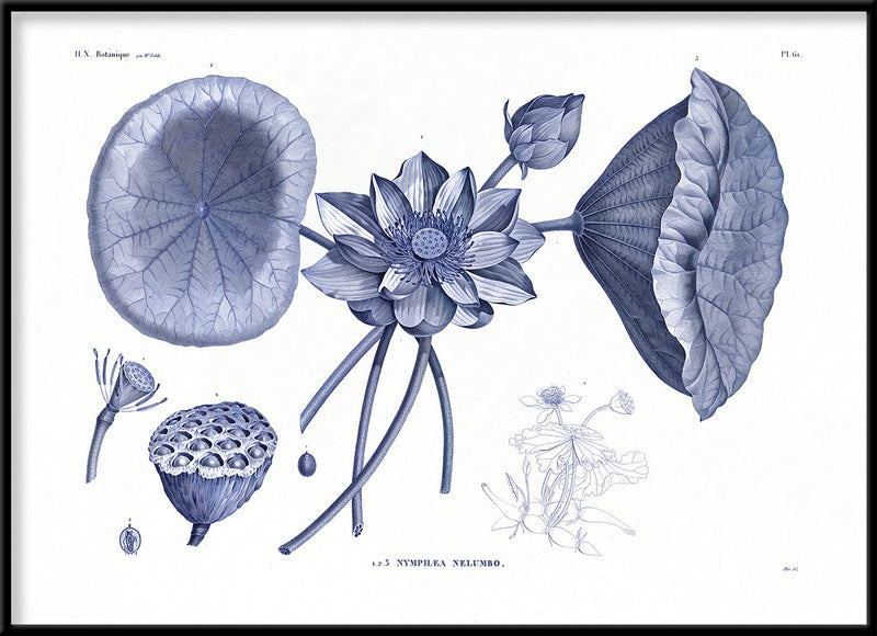 Sacred lotus