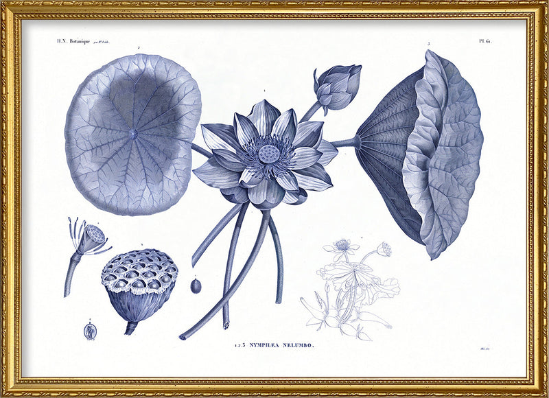 Sacred lotus