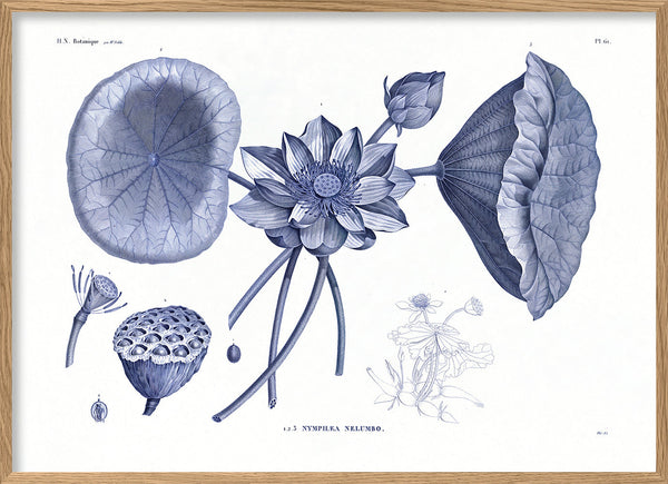 Sacred lotus