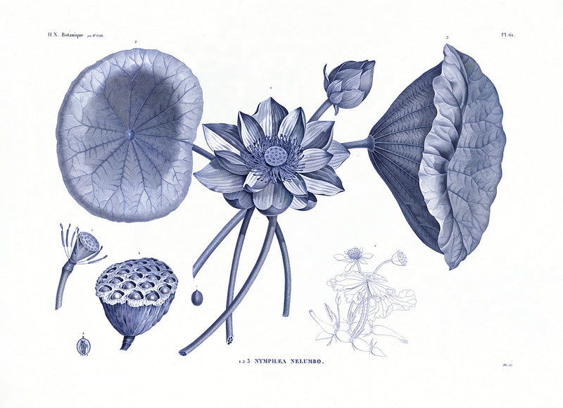 Sacred lotus
