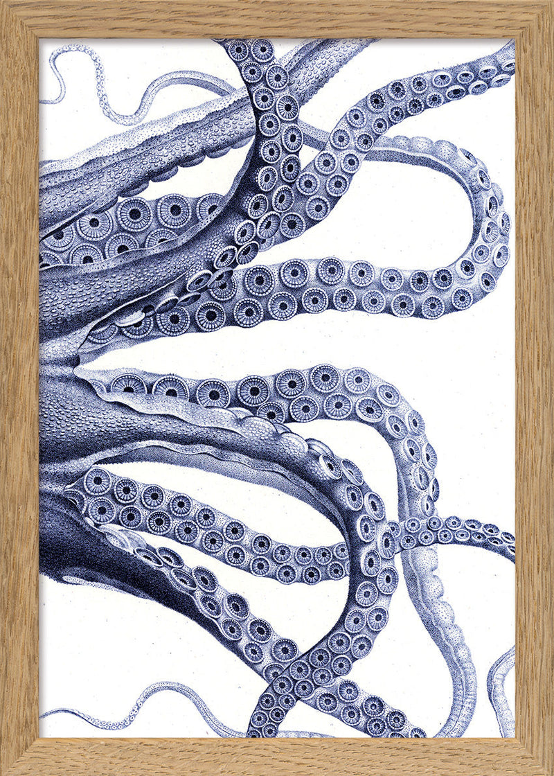 Octopus - detail I.