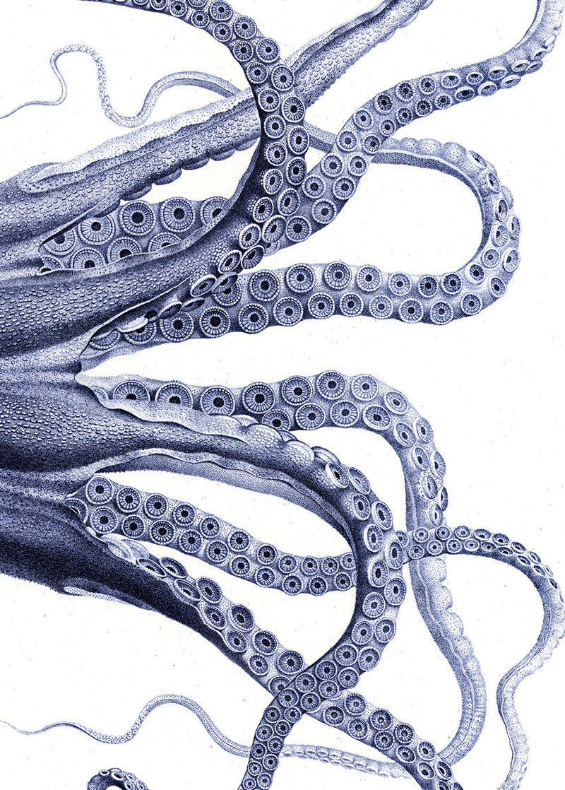 Octopus - detail I.