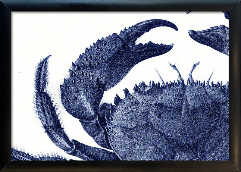 Crab - detail