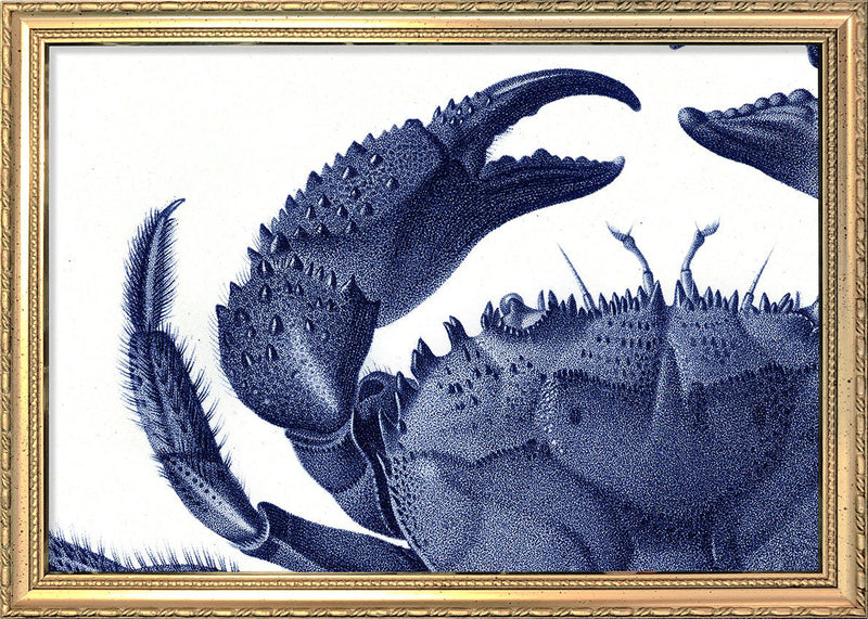 Crab - detail