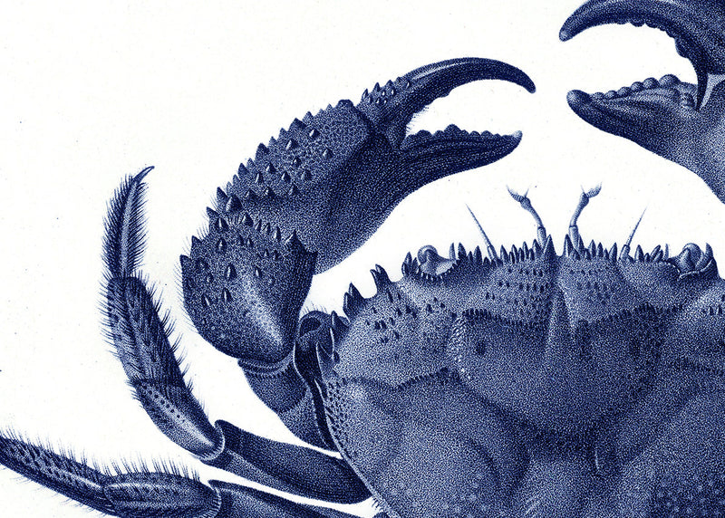 Crab - detail