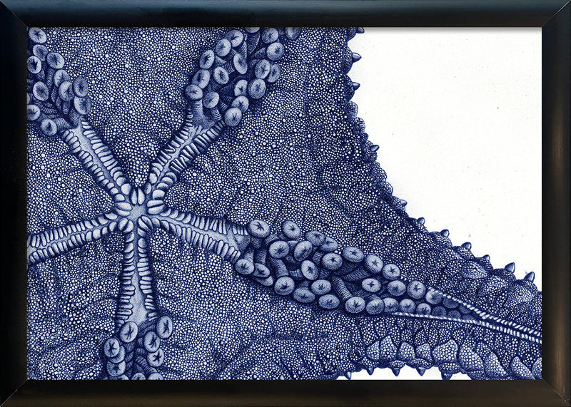 Sea Star bottom view - detail