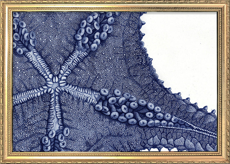 Sea Star bottom view - detail