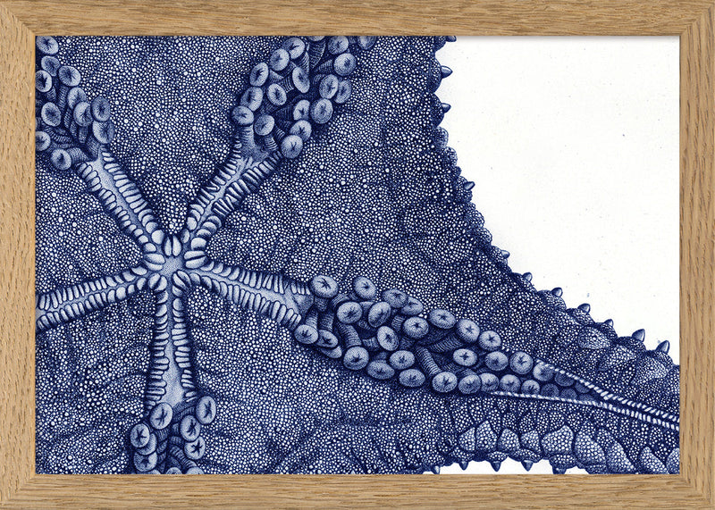 Sea Star bottom view - detail