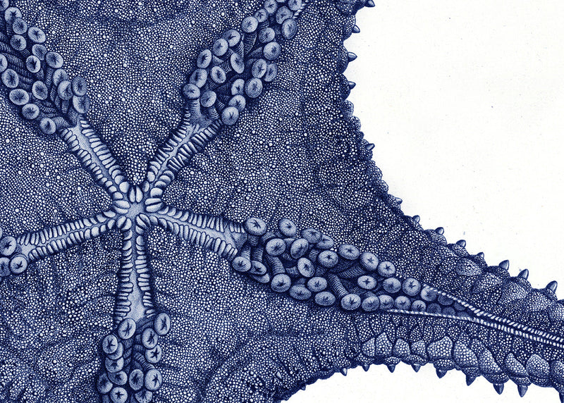 Sea Star bottom view - detail