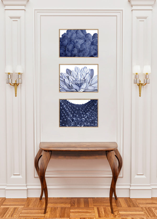 Sea Star top view - detail I.