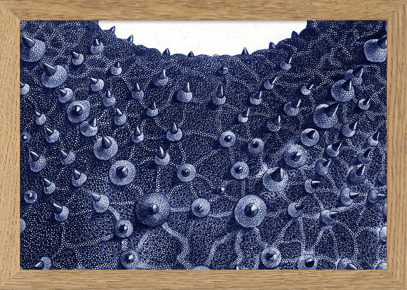 Sea Star top view - detail I.