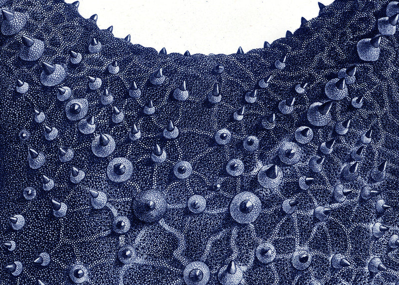 Sea Star top view - detail I.