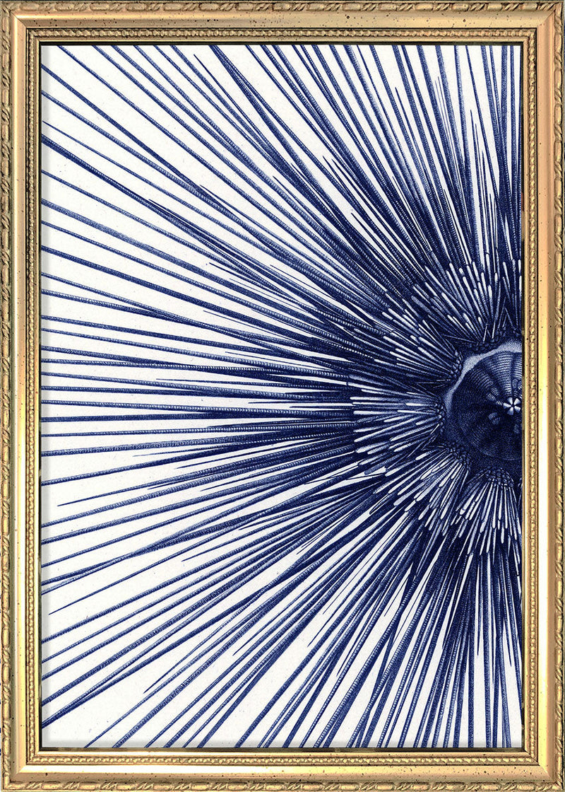 Sea Urchin with Spines - detail I.