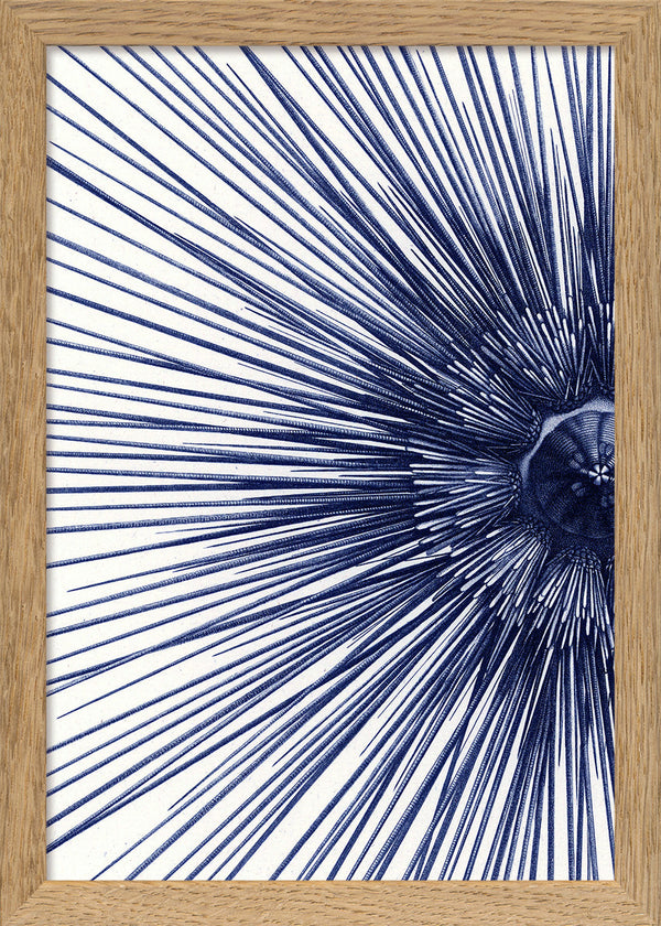 Sea Urchin with Spines - detail I.