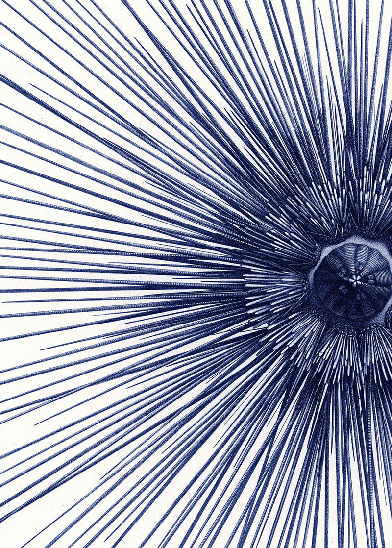 Sea Urchin with Spines - detail I.