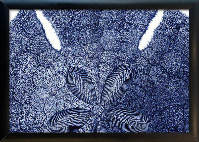 Sea Urchin without Spines - detail