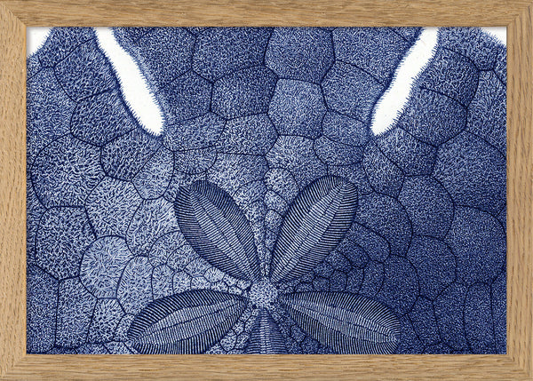 Sea Urchin without Spines - detail