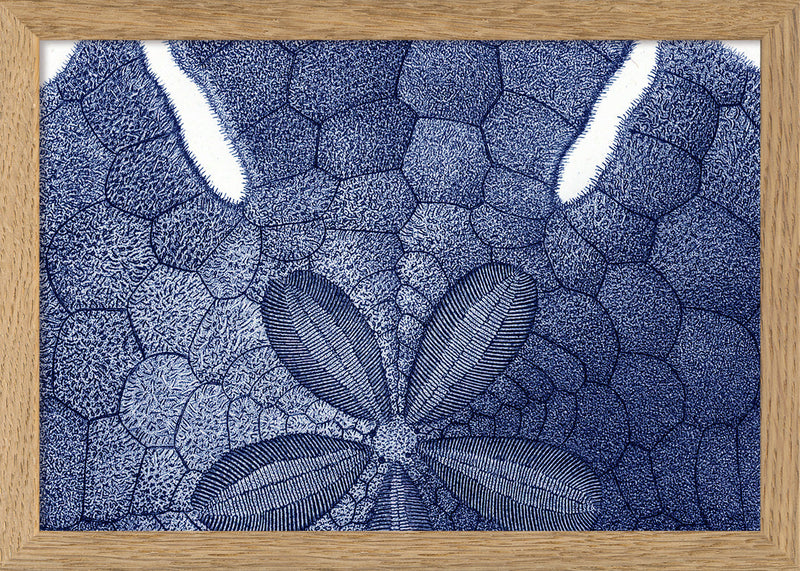 Sea Urchin without Spines - detail