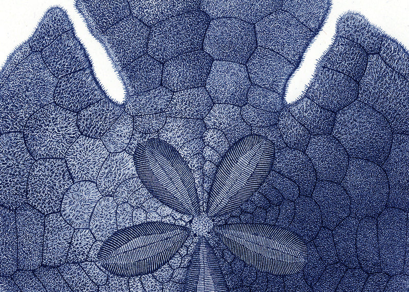 Sea Urchin without Spines - detail