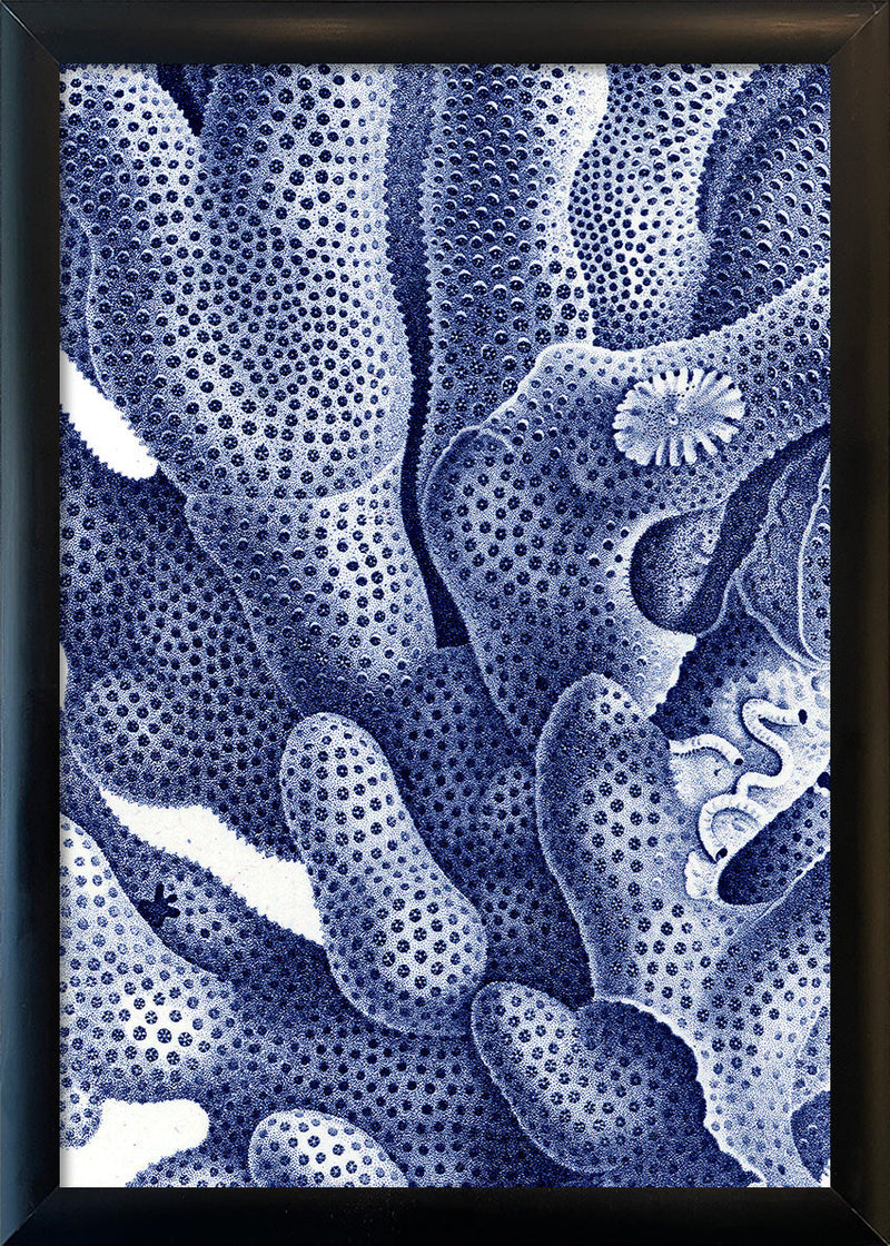 Stony Corals - detail I.