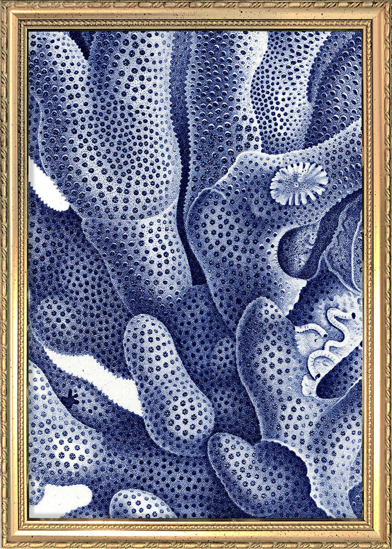 Stony Corals - detail I.