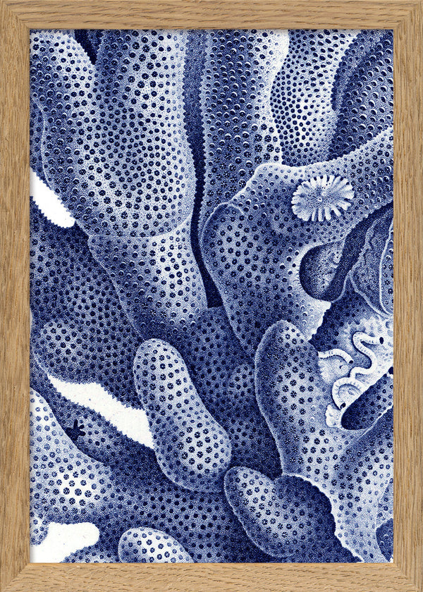 Stony Corals - detail I.