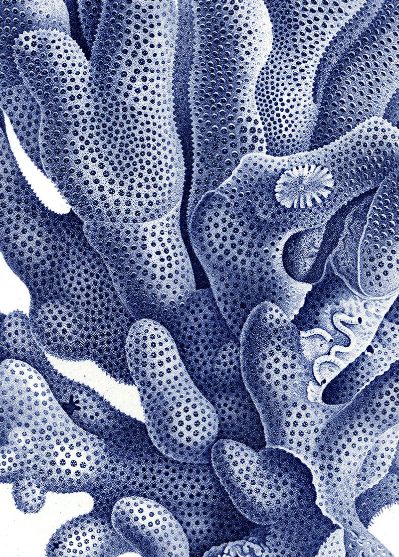 Stony Corals - detail I.