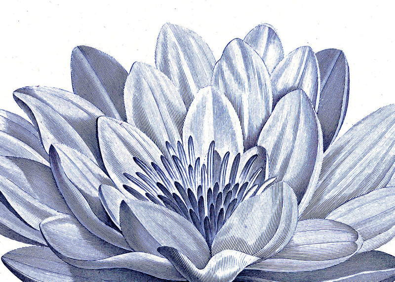 White Lily - detail I.