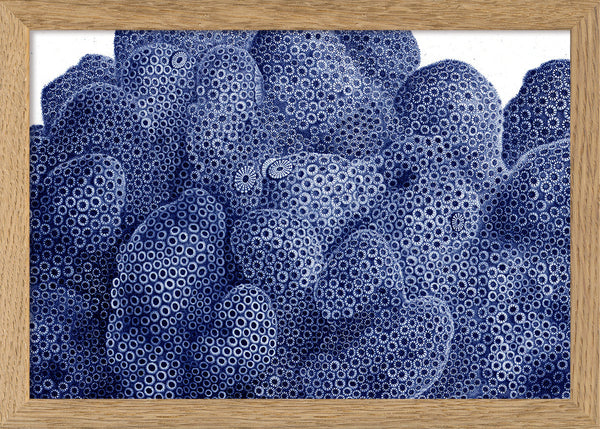 Stony Corals - detail II.