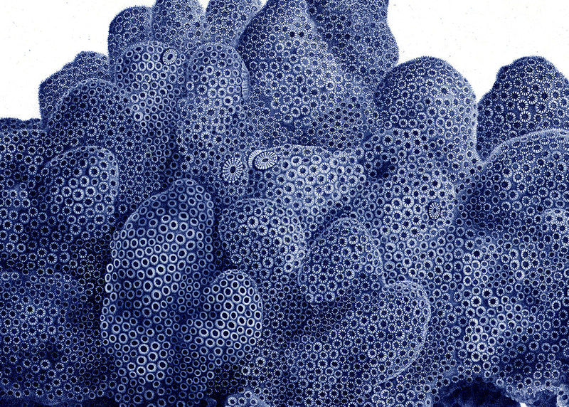 Stony Corals - detail II.