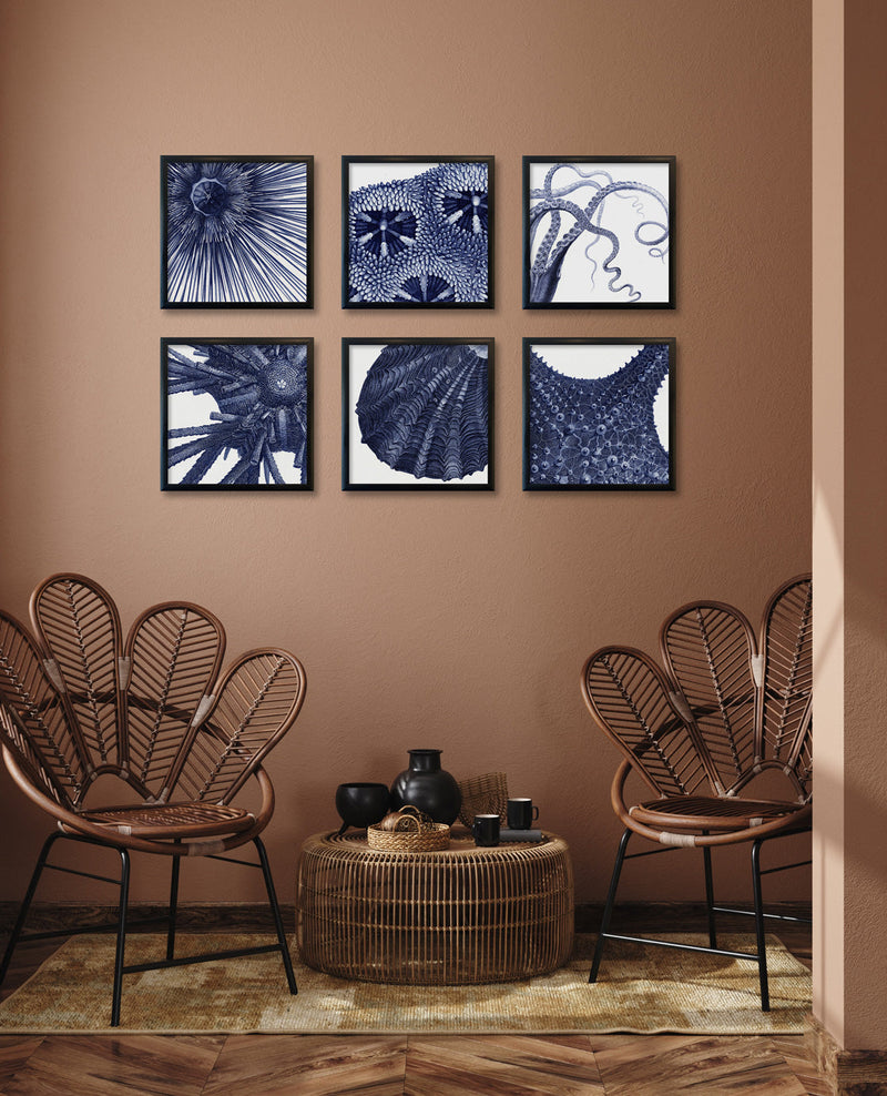 Sea Urchin with Spines - detail II.