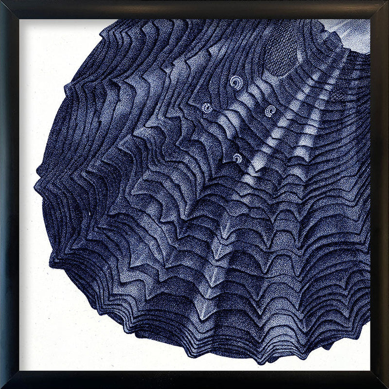 Closed Clam - detail