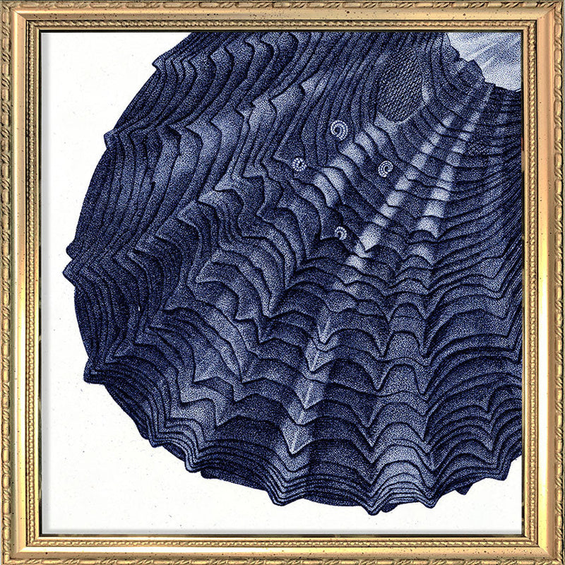 Closed Clam - detail