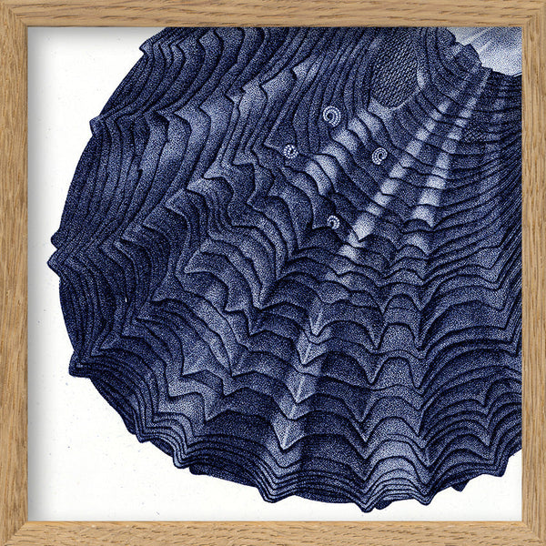 Closed Clam - detail