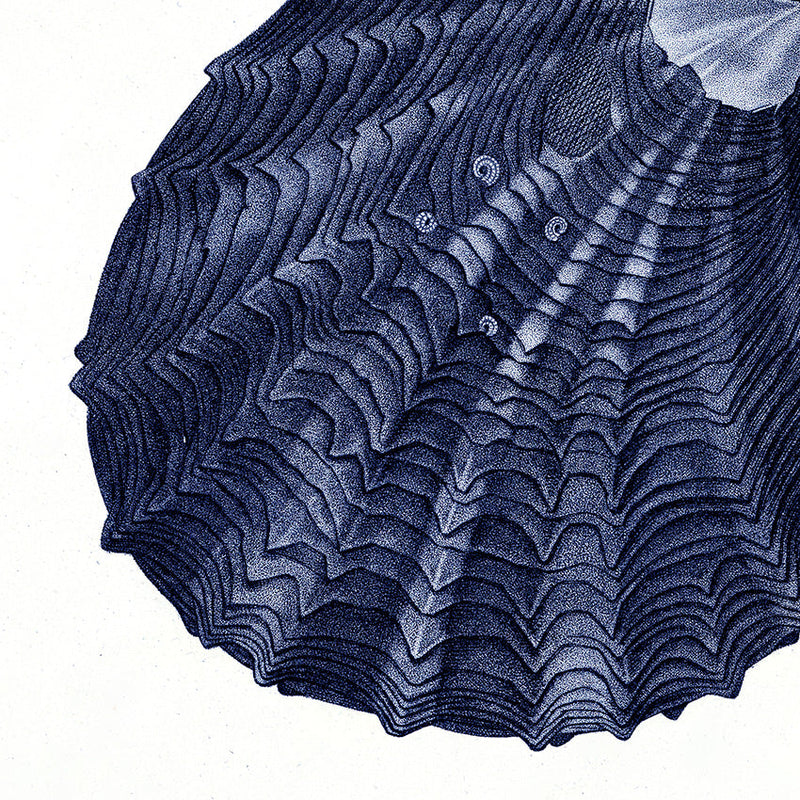 Closed Clam - detail