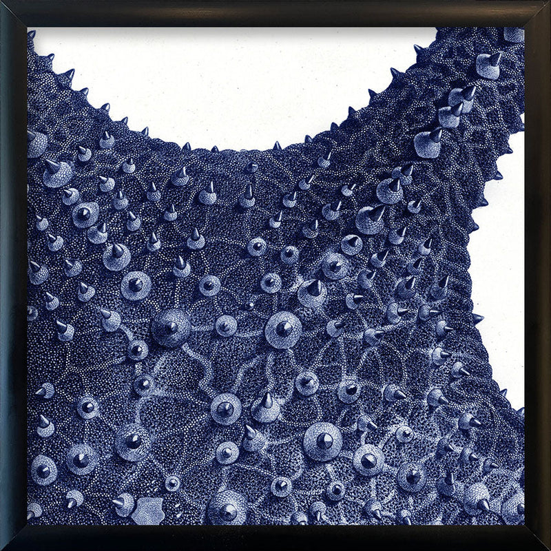 Sea Star top view -detail II.