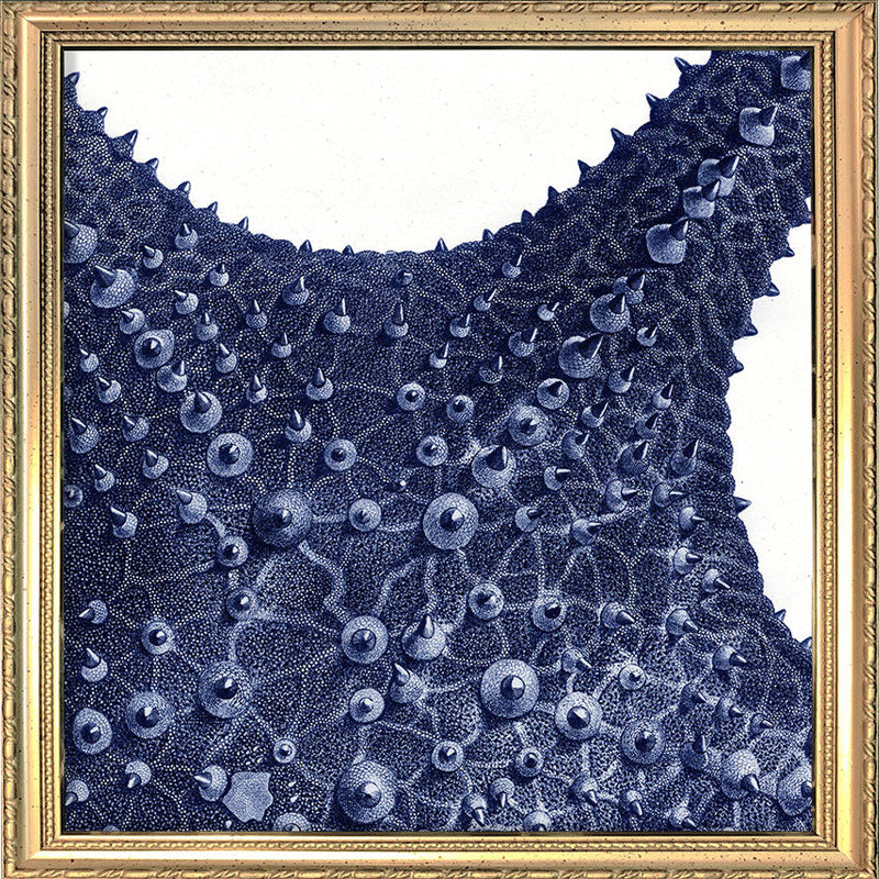 Sea Star top view -detail II.