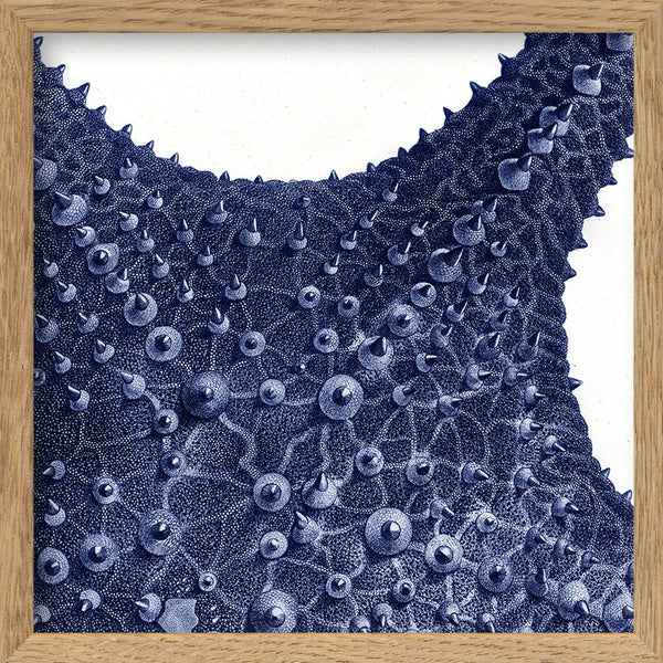 Sea Star top view -detail II.