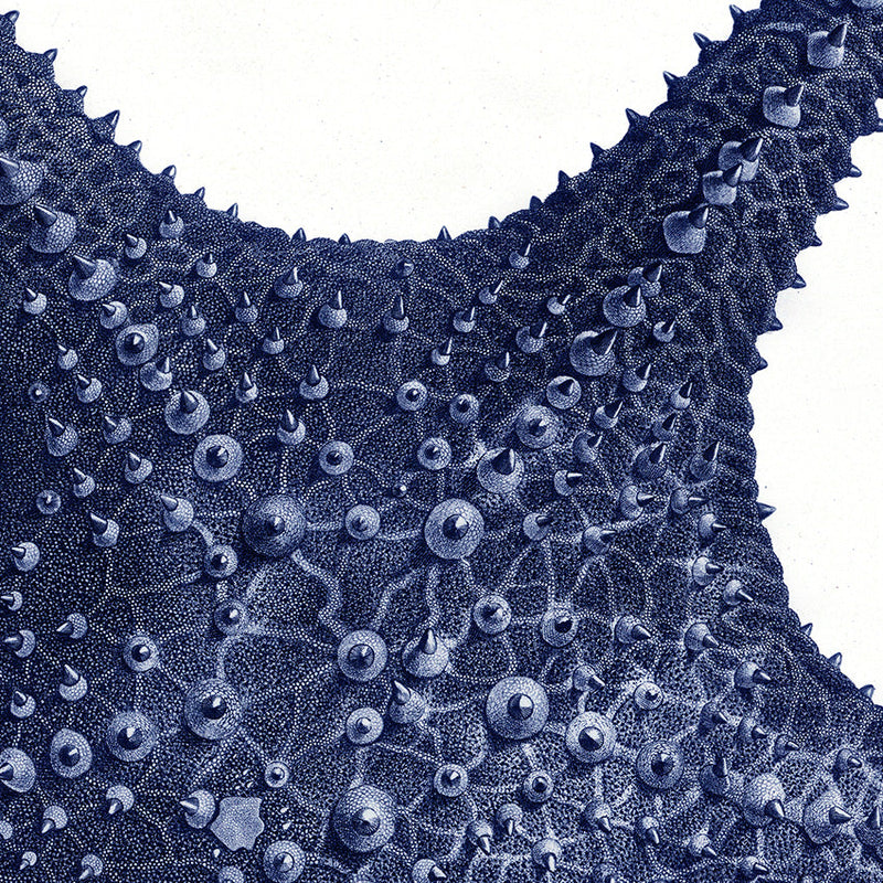 Sea Star top view -detail II.