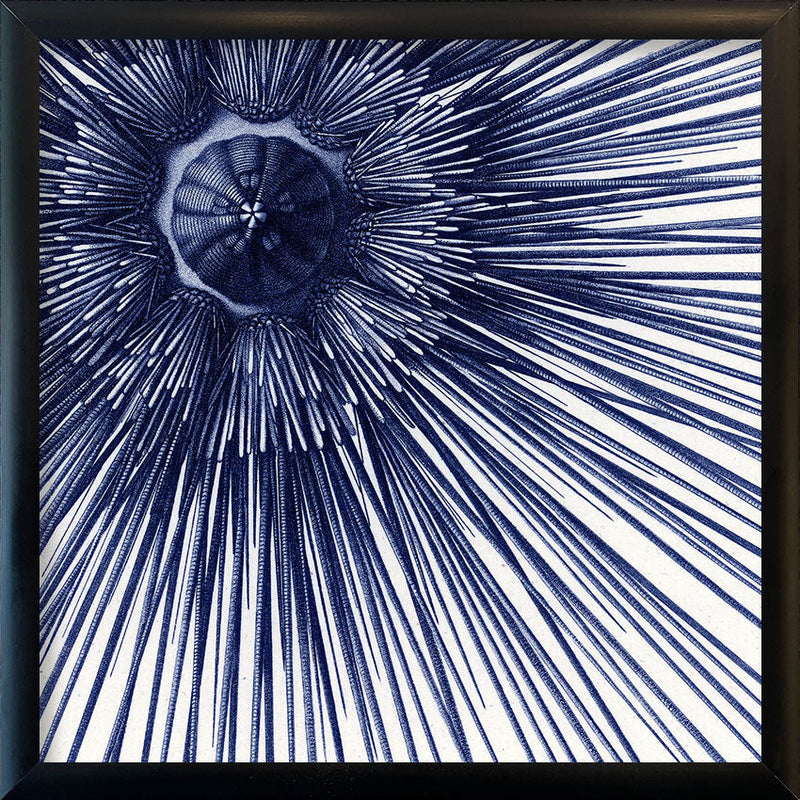 Sea Urchin with Spines - detail II.