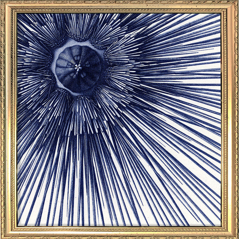 Sea Urchin with Spines - detail II.