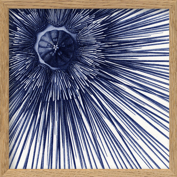 Sea Urchin with Spines - detail II.