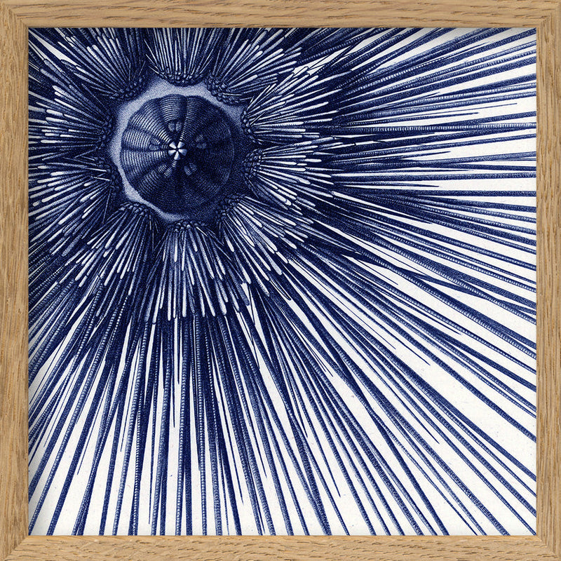 Sea Urchin with Spines - detail II.