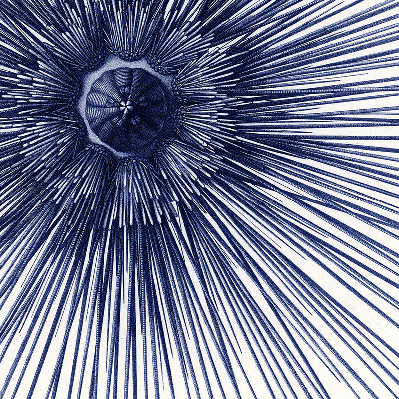 Sea Urchin with Spines - detail II.