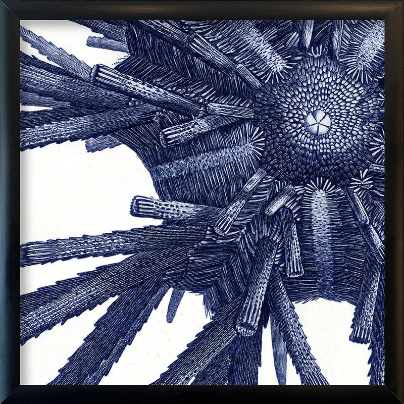 Sea Urchin - detail