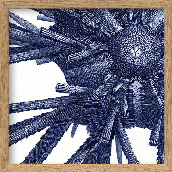 Sea Urchin - detail