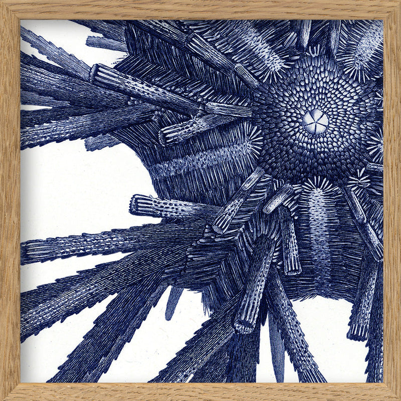 Sea Urchin - detail