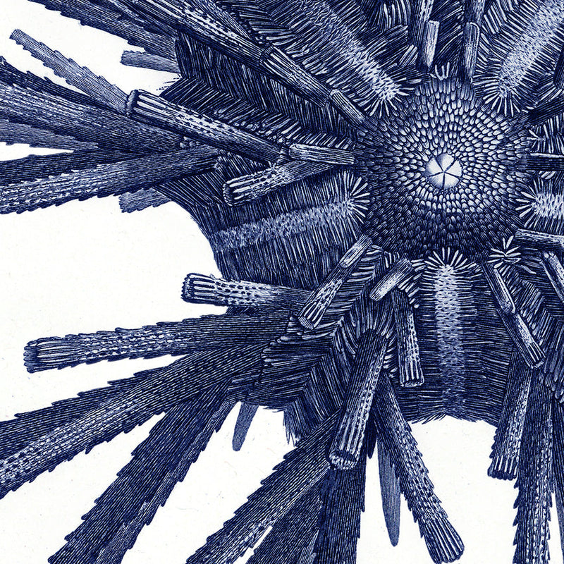 Sea Urchin - detail